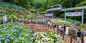 화담숲 수국축제 이미지